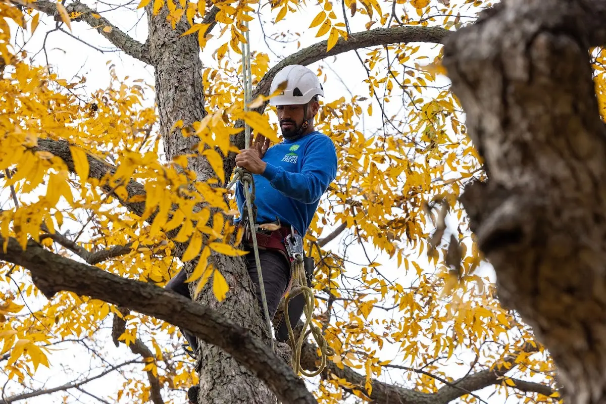 Skilled Tree Planing crew working in Wayland