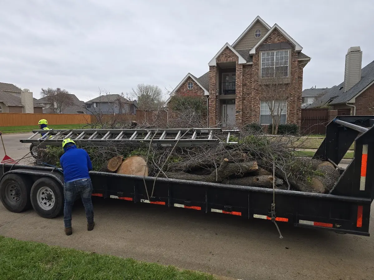 Expert Tree Pest Control with proper safety equipment in Wayland